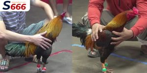 đá gà cựa tròn