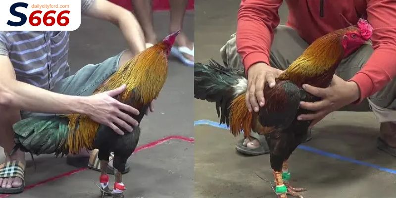 đá gà cựa tròn